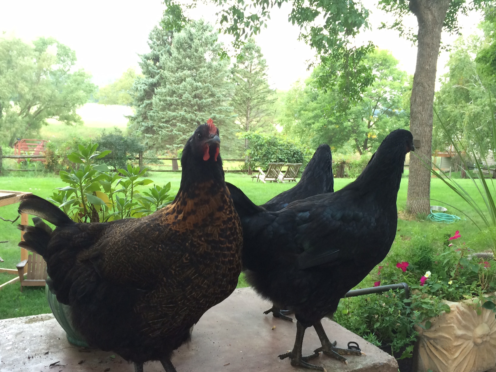 Jersey Giant Hens:  Bella, Pebbles, Cocoa