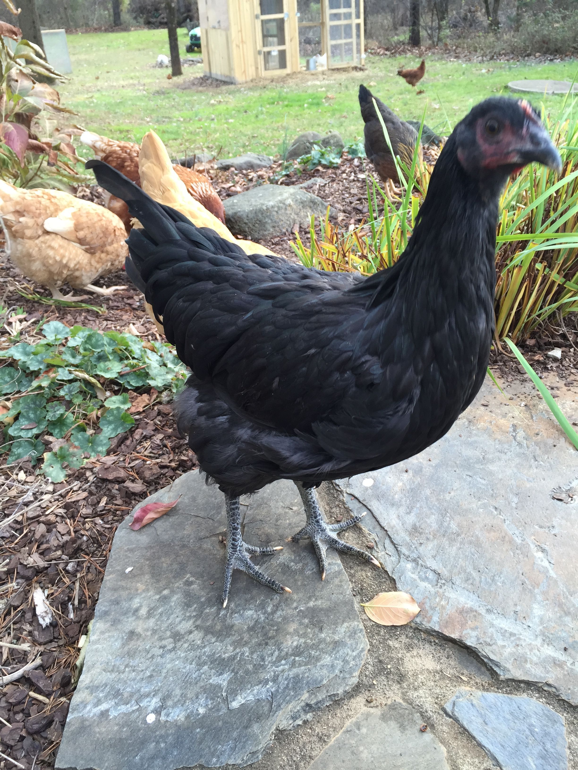 Jersey Giant - Pullet 16 weeks "Dragonfire"