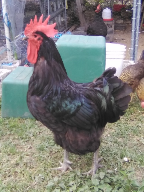 Jersey Giant rooster.jpg