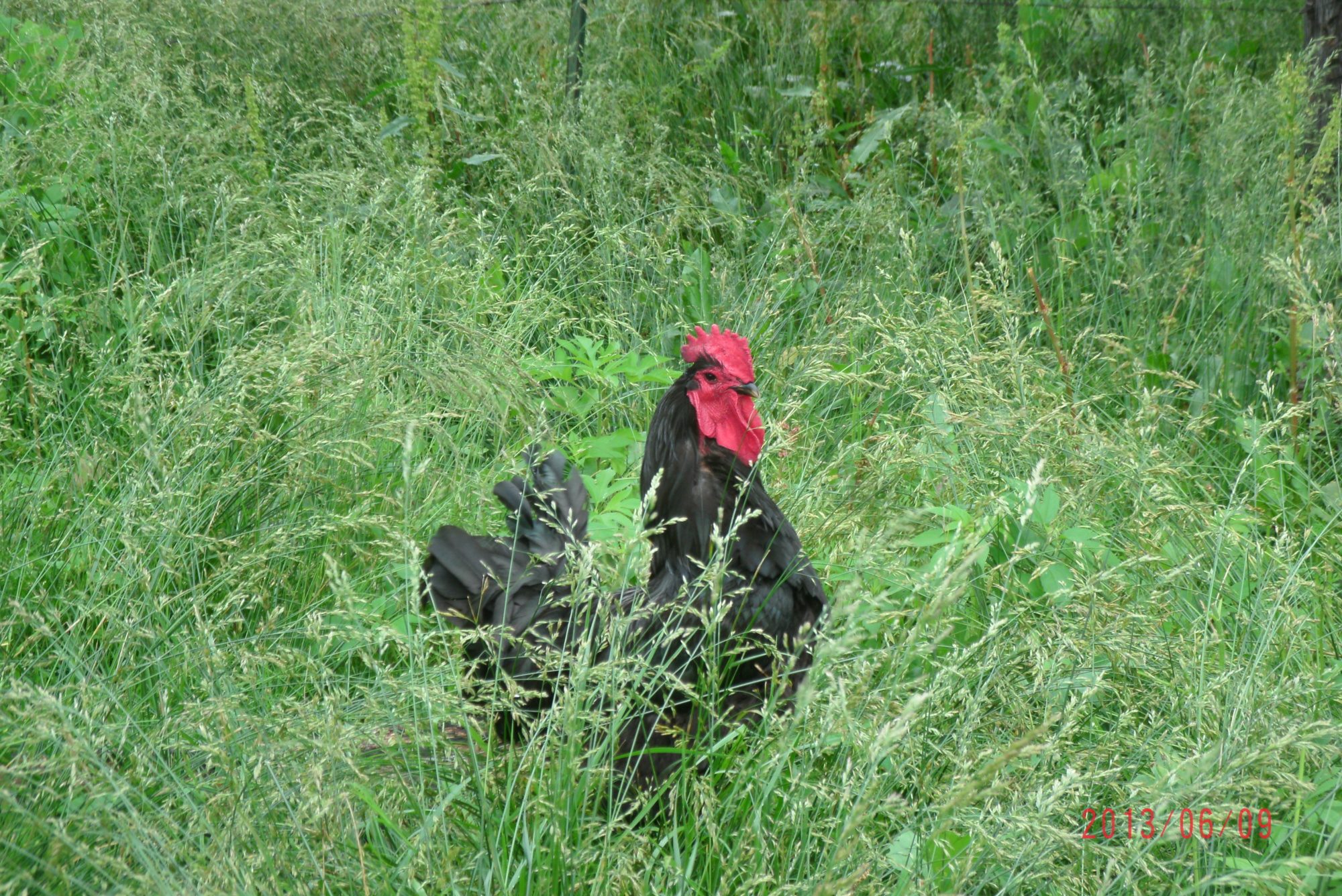 Jersey Giant Rooster