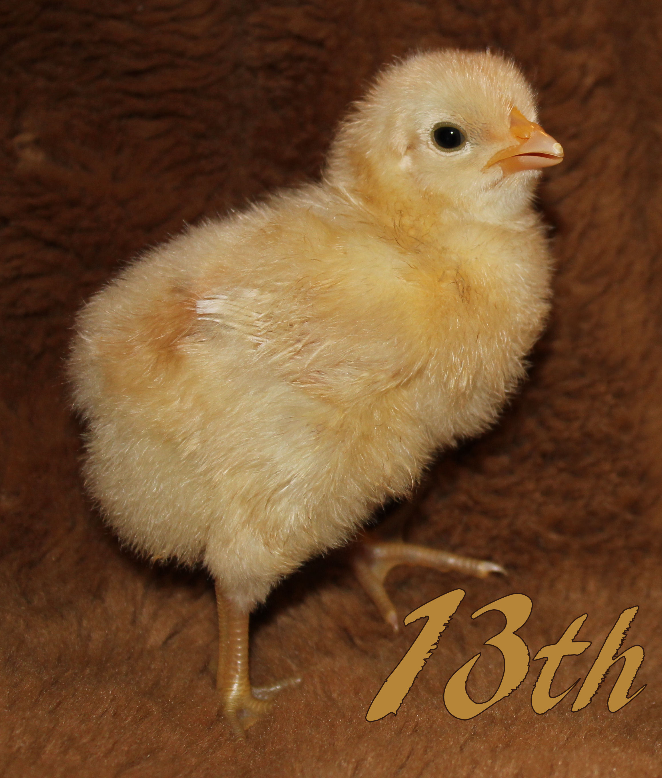 Jersey Giant x Pearl White Leghorn Cross. Our only GOLDEN chick! When this one was born, we all ran down to see the beautiful color. He also has the greenest olive colored feet!