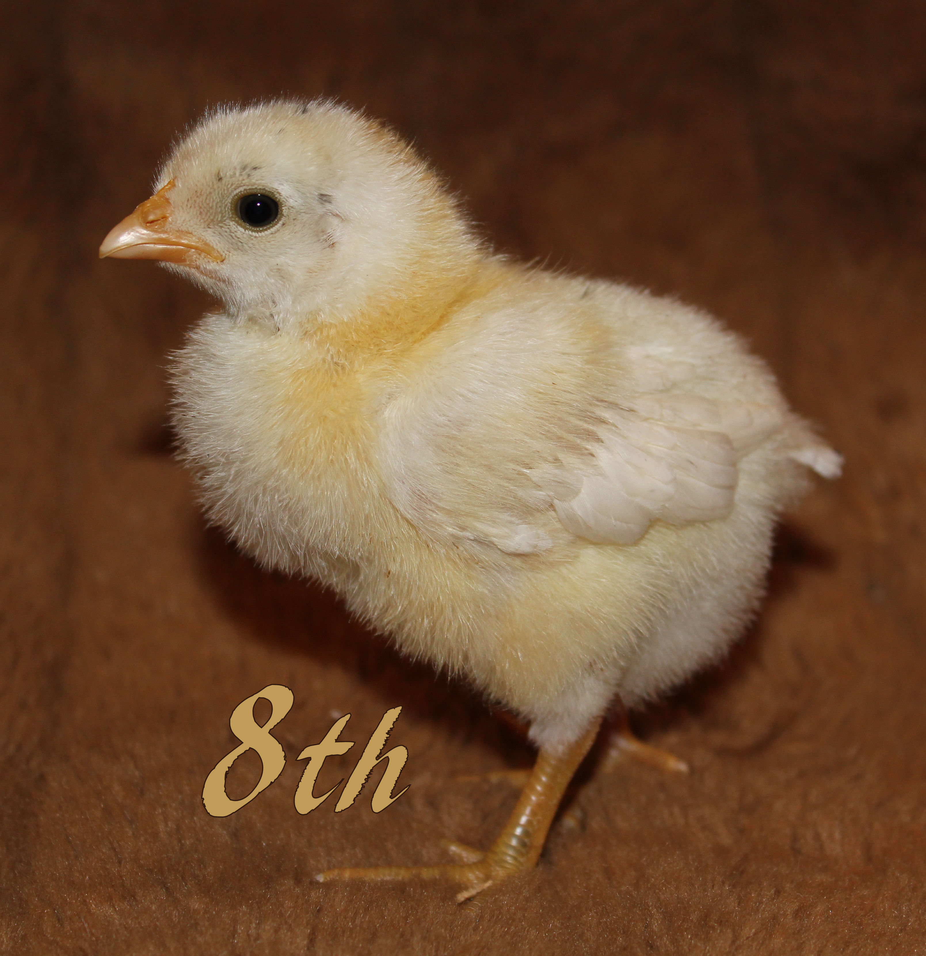 Jersey Giant x Pearl White Leghorn Cross. This cutie pie has a black spot right on top of his head. He's fatter and fluffier than the others because he has a different dad! Take a look at his wider head, singlecomb, and those greenish feet. Those are all gifts from dad!