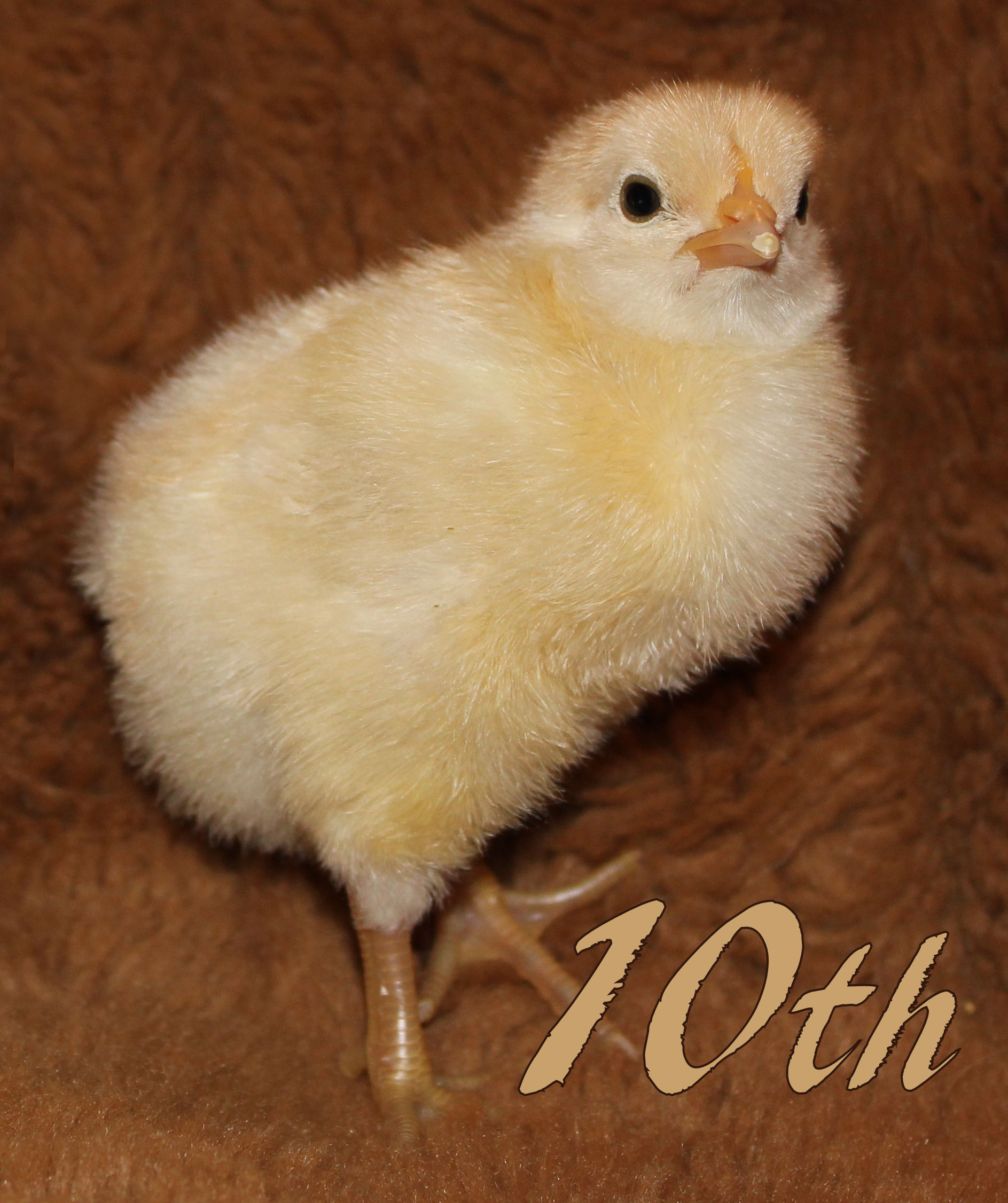 Jersey Giant x Pearl White Leghorn Cross. This one was born with caramel stripes down his back. This is because he has a bit of color mixed into his genes, from his father's side! Just take a look at those olive colored legs and singlecomb!