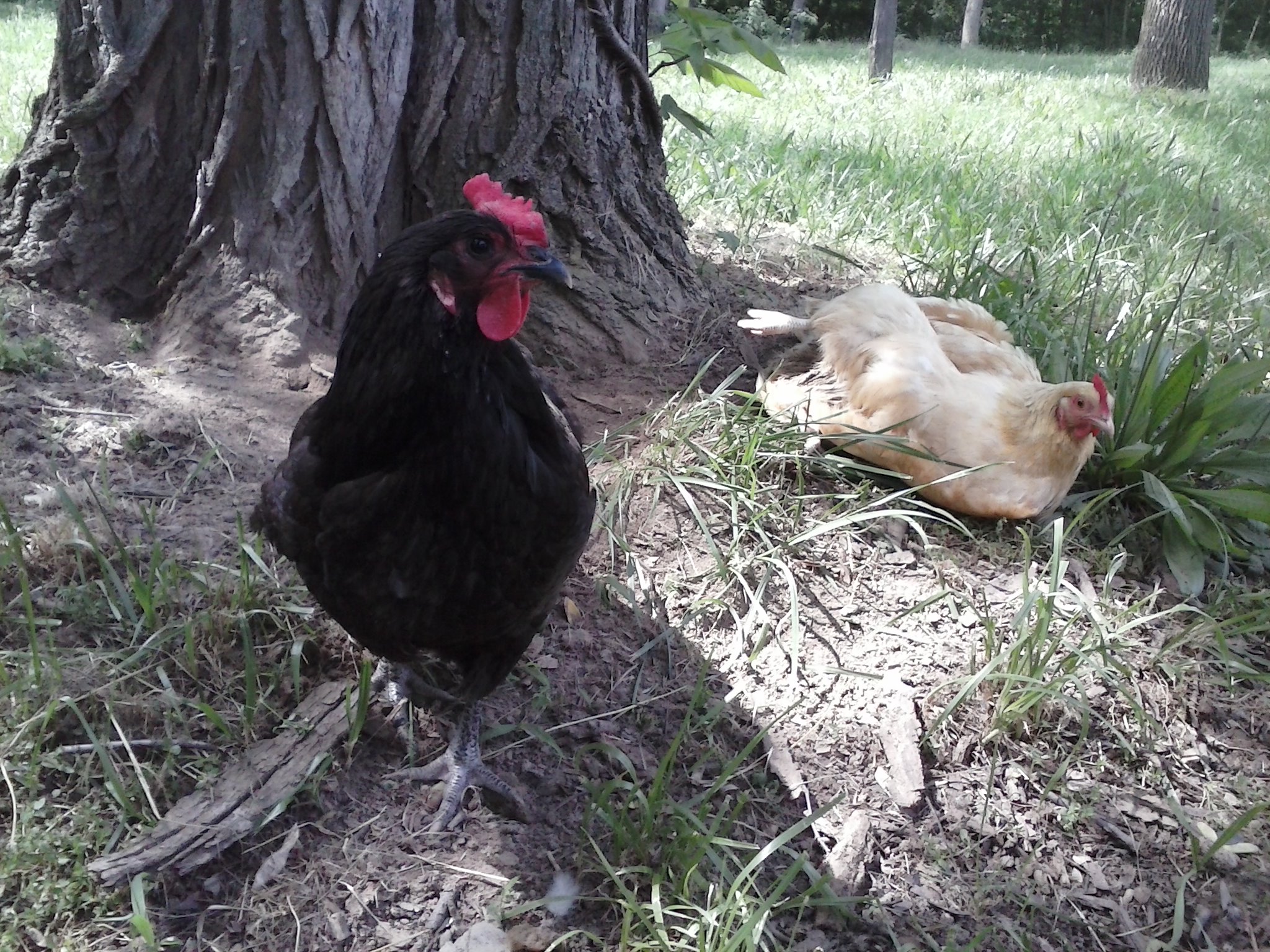 "Jersey Girl" the Jersey Giant and "Goldie" the Buff Orpington enjoying a nice dirt bath. Both hens are a year old.