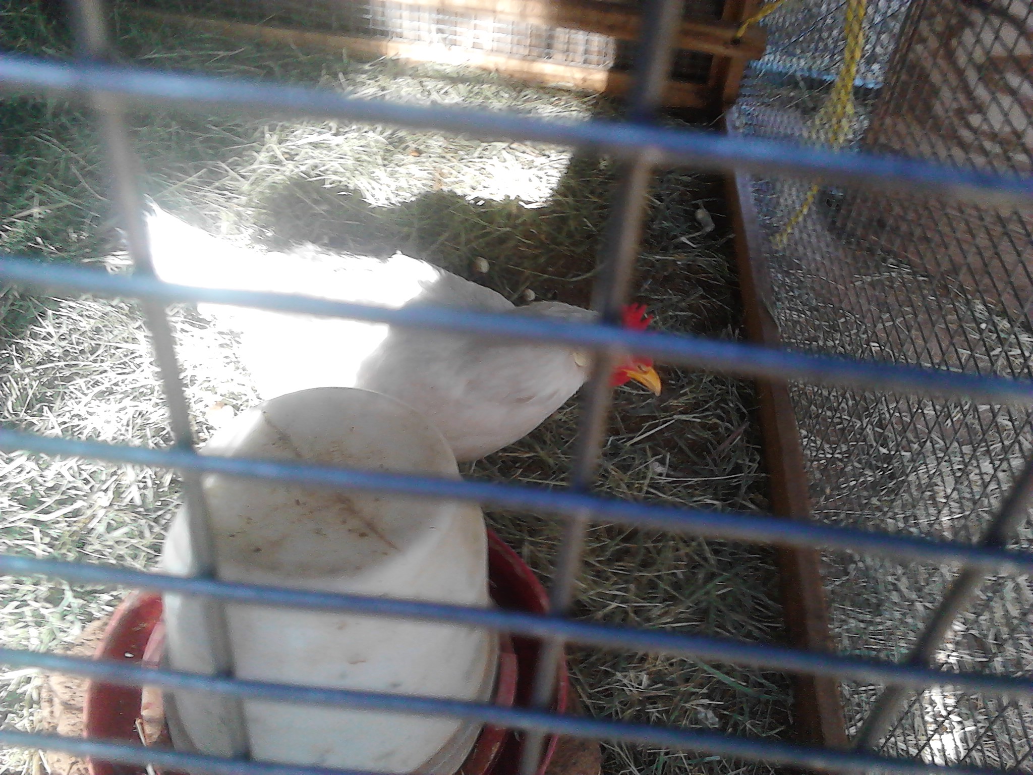 Jesse in the "chicken hospital" because she stuck in a fence and the other hens were pecking at her  (the chicken hospital is a smaller cage in the big cage for chickens that are hurt of sick)