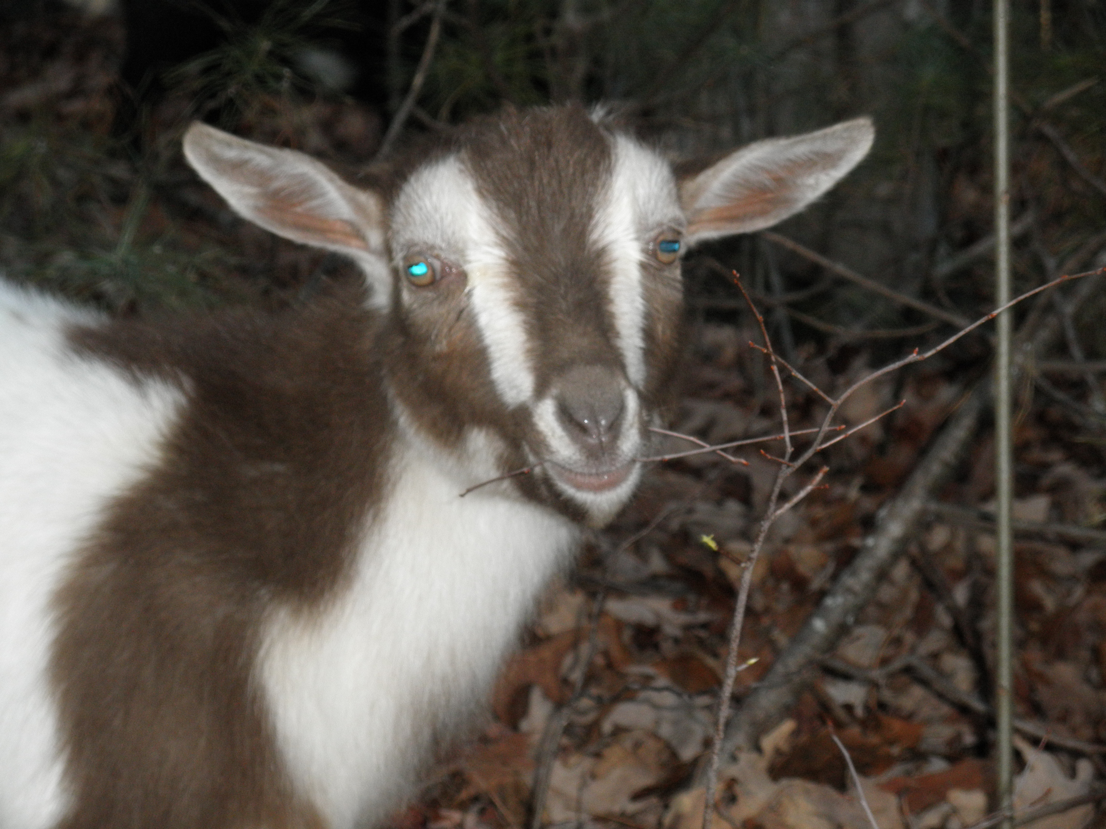 Jesse James (my husbands goat)