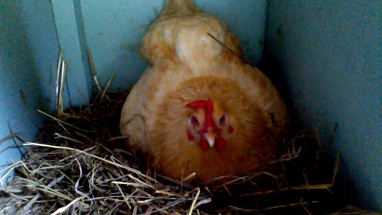 Jessica in a nesting box