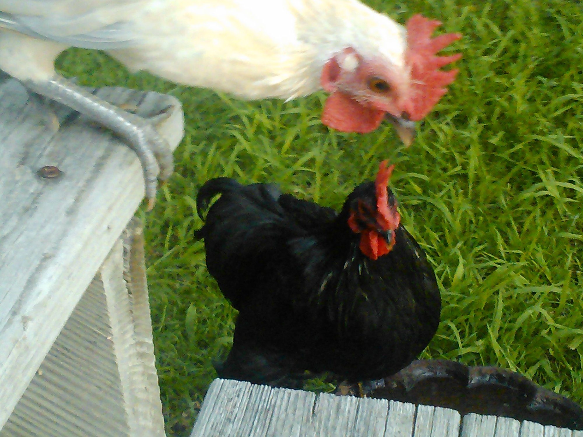 Jessie James & George