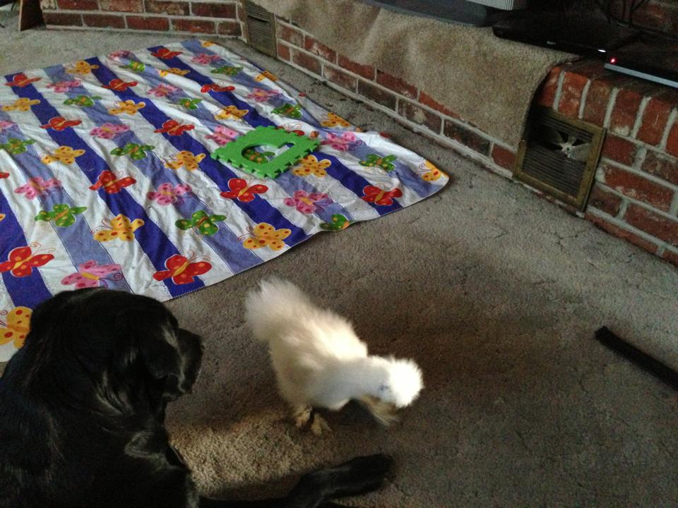 Jet trying to ignore Mrs Beasley