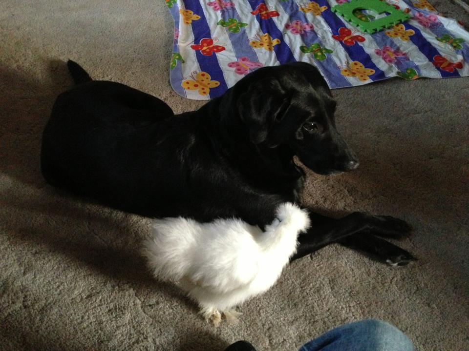 Jet wondering what Mrs Beasley is going to do
