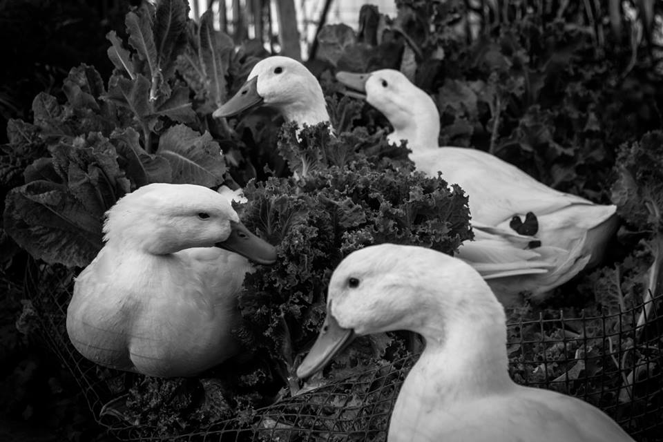 Jetsam, Drake, Flora, and Flotsam