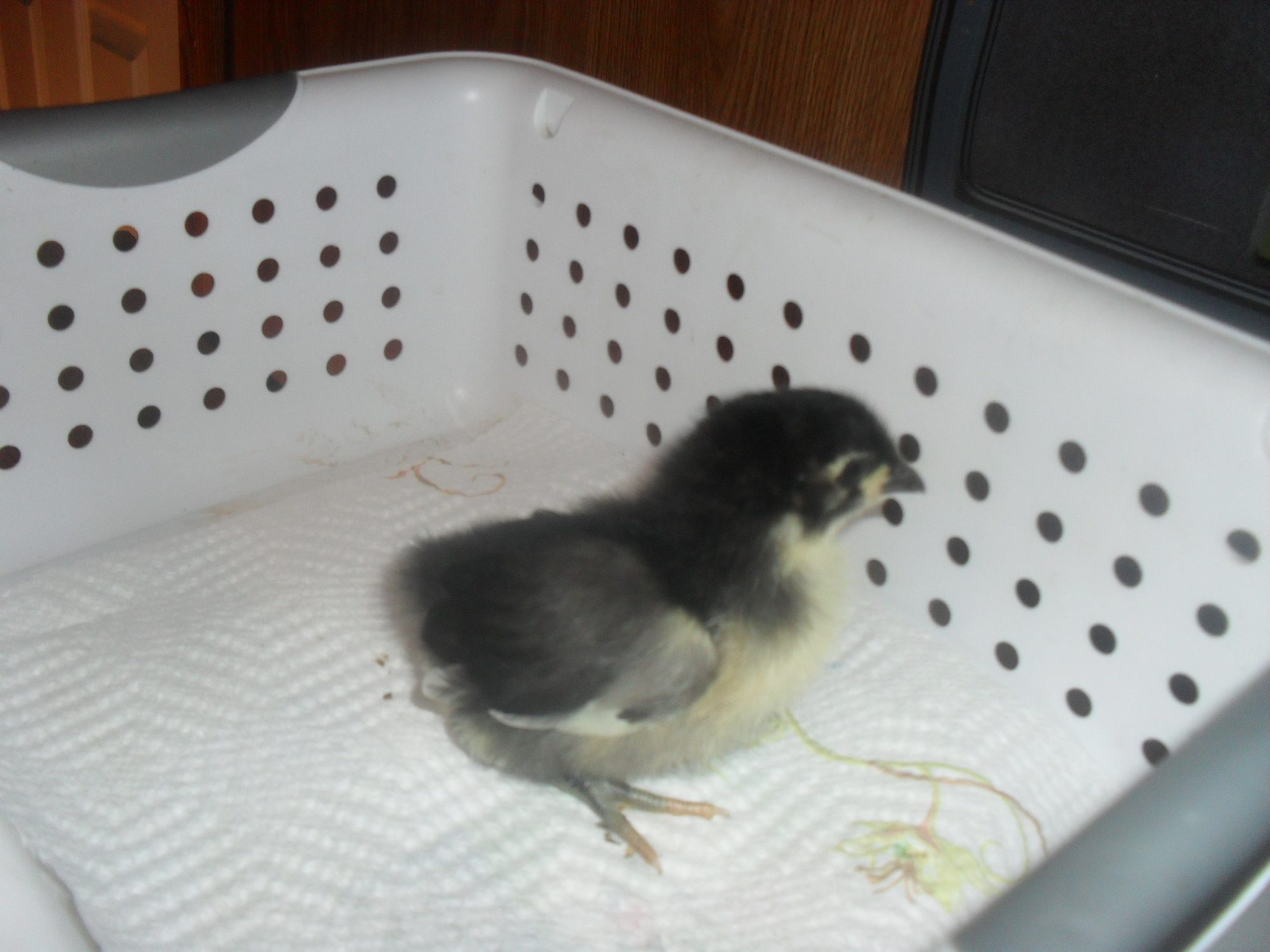 Jewel, australorp 1 wk