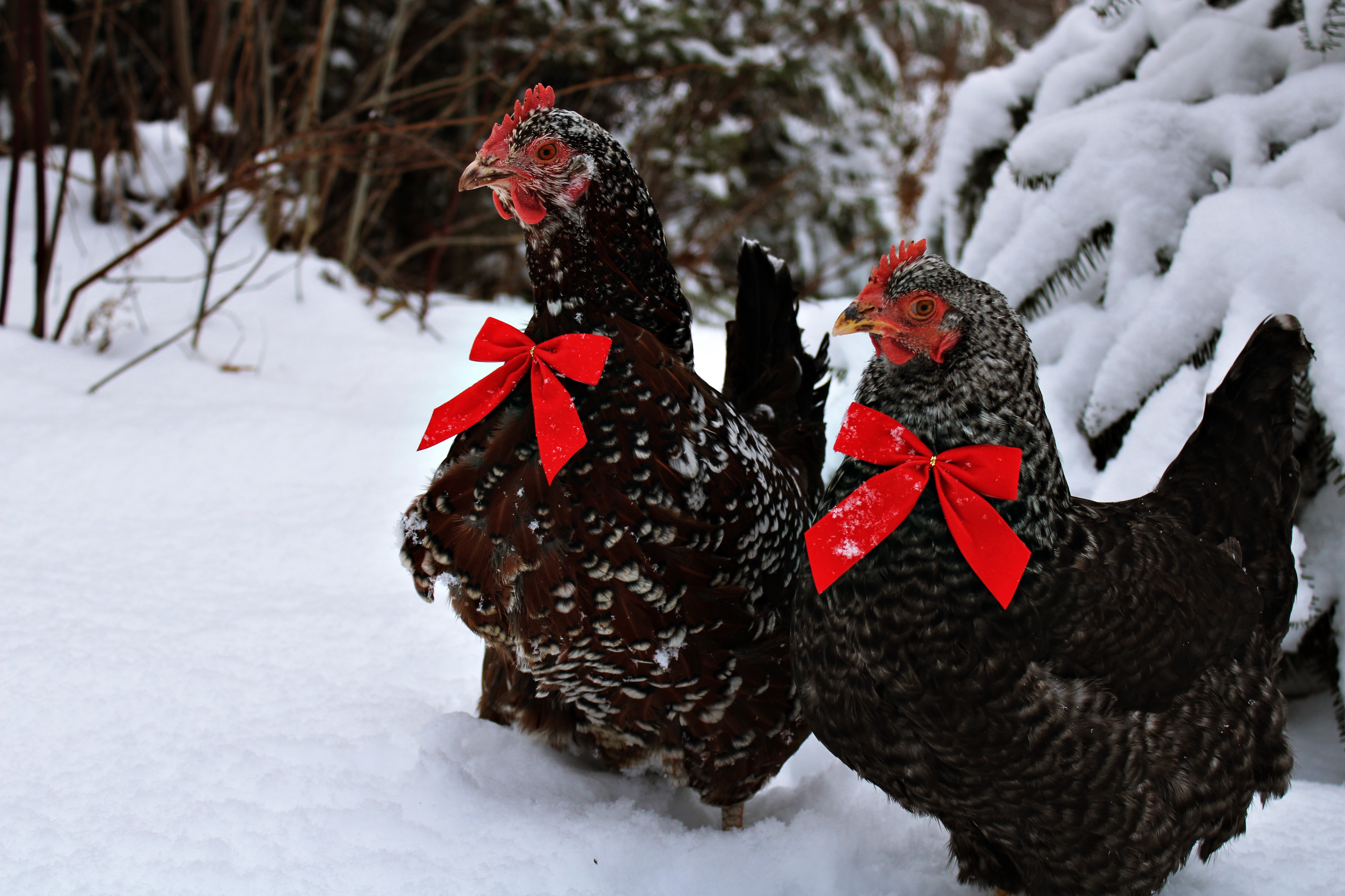 Jewels and Maisy 12/19/21