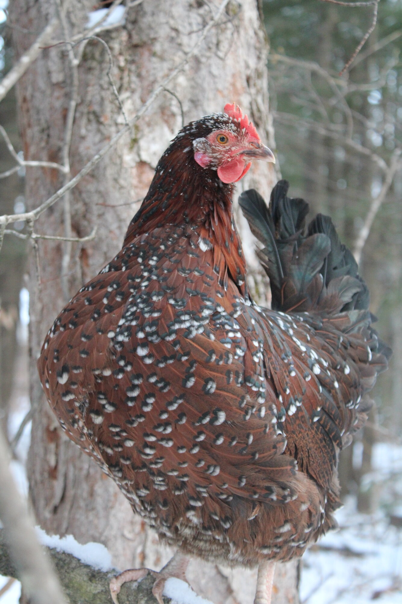 Jewels the Speckled Sussex