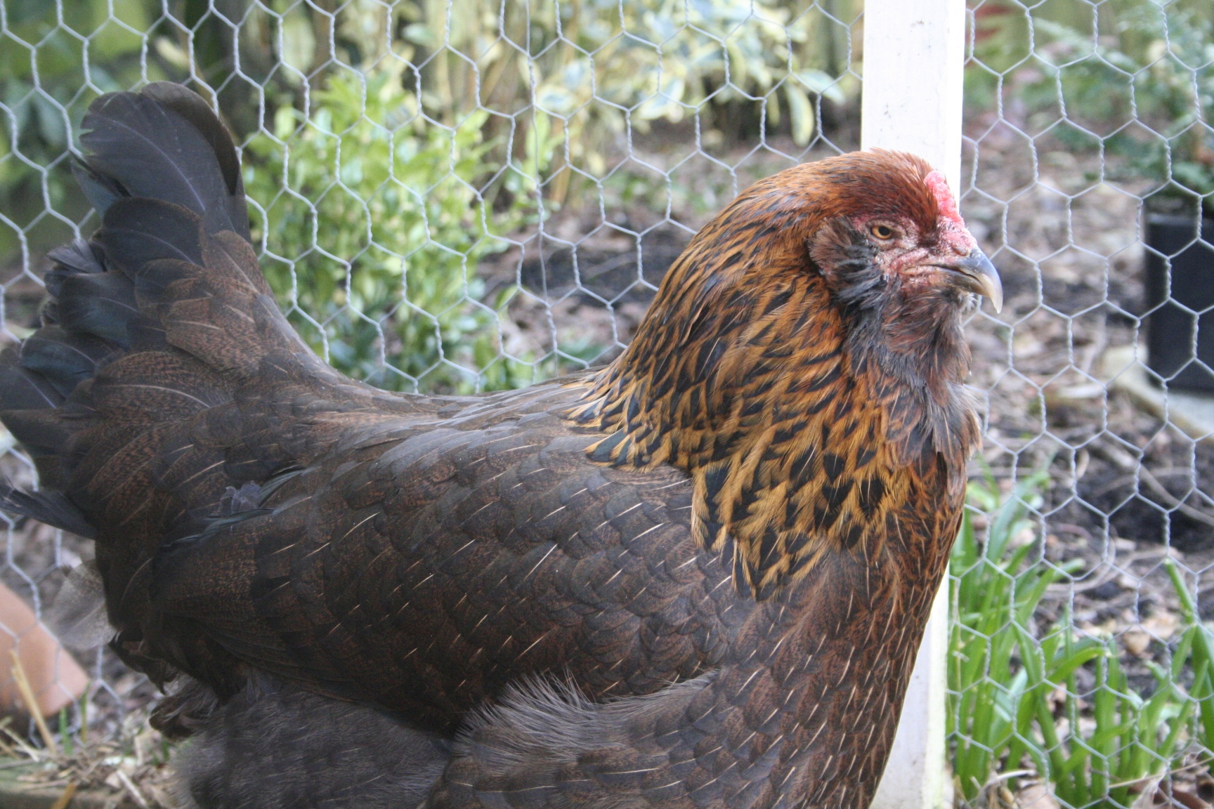 Jezebel, the last of our very first batch of chicks. She's an 11 year old Ameraucana, she still lays lovely green eggs, and she is not going to put up with any of your nonsense.