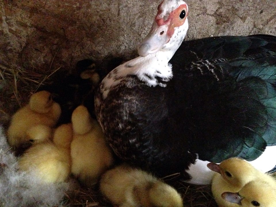 Jezebels first clutch 2014, 9 ducklings