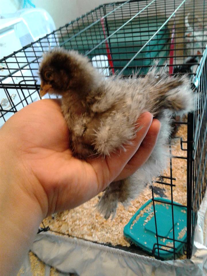 Jiggly puff - sizzle