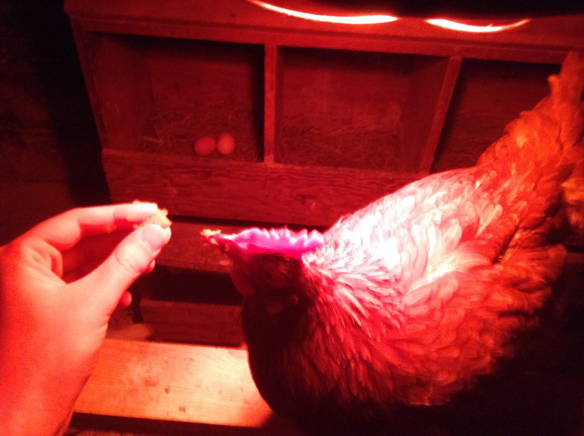 Jill eating sweet potatoes