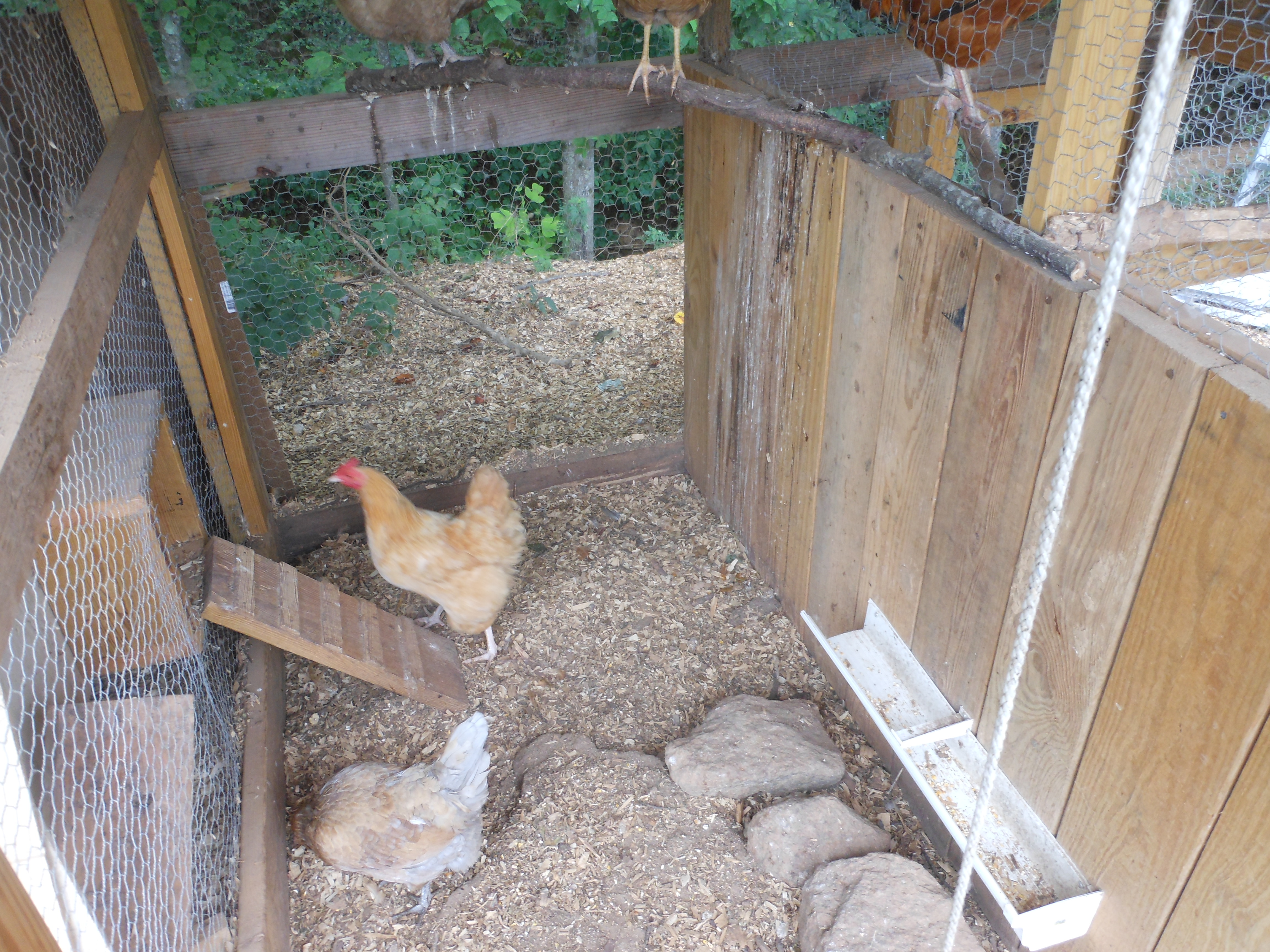 Jill waits for a spot in the nesting box