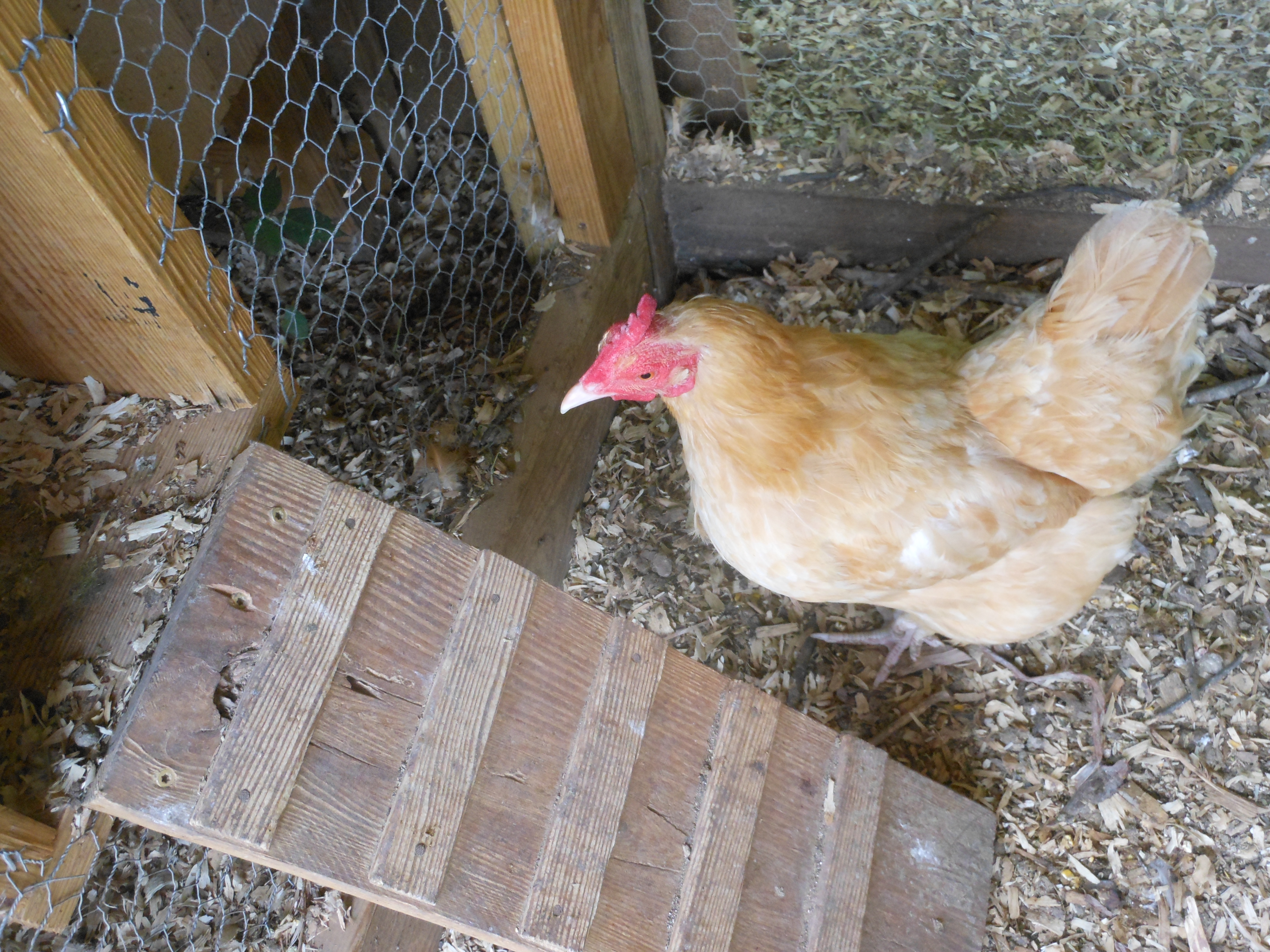 Jill waits on a spot on the nesting box