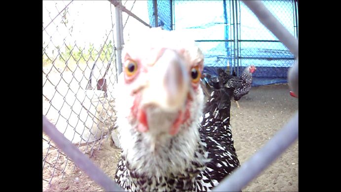 Jingles the friendliest girl in the flock!, she was the first one to come up to me looking for treats, here she was looking for some bread.  I can pet her too, havent got her to sit on my lap yet!  want to work on  that