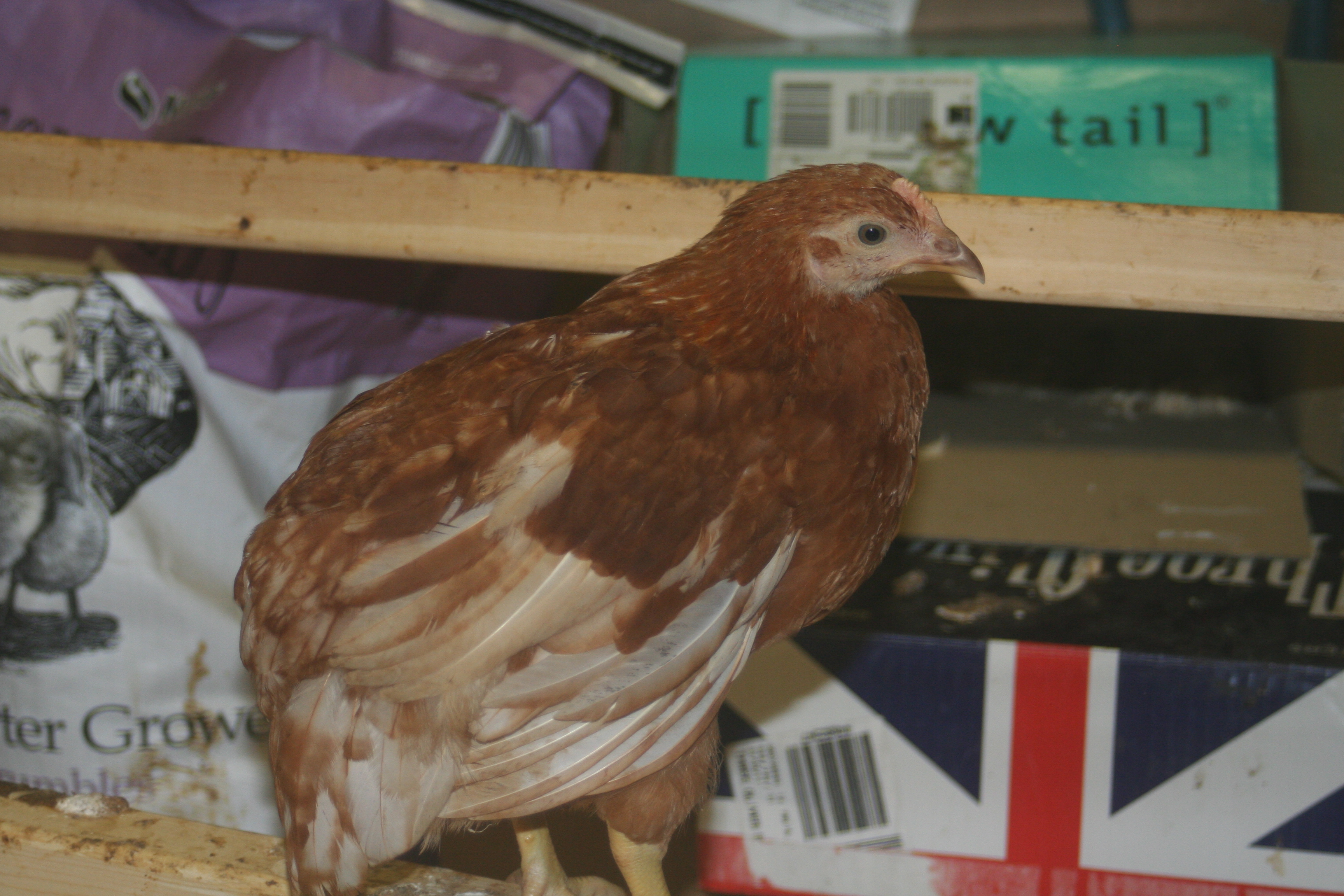 "Jo" Golden Comet 6/2011 -No longer have.