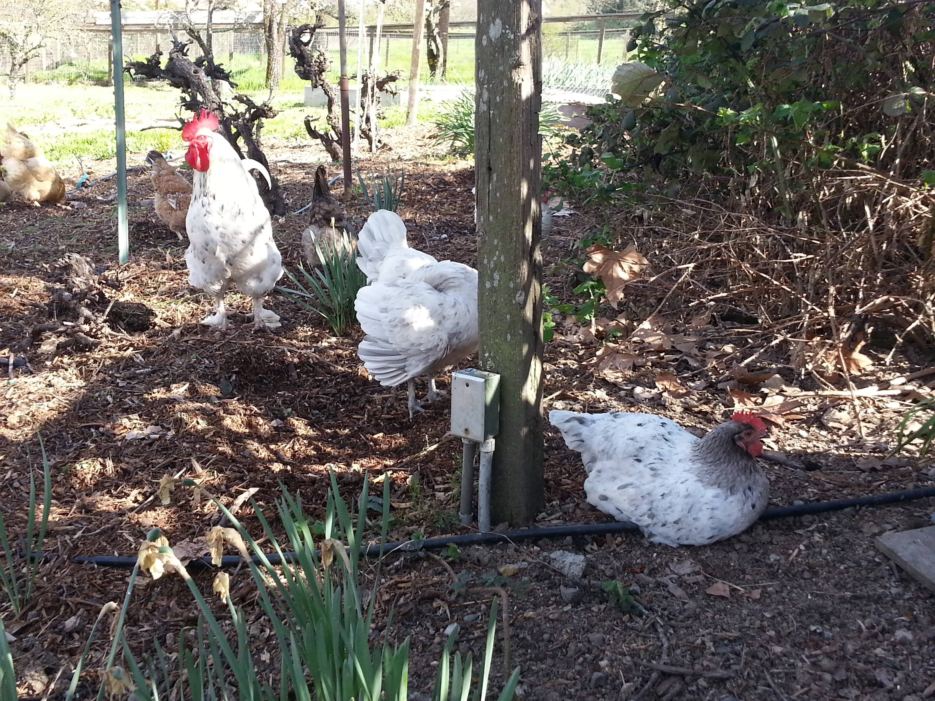 Joe and gals do some digging and napping