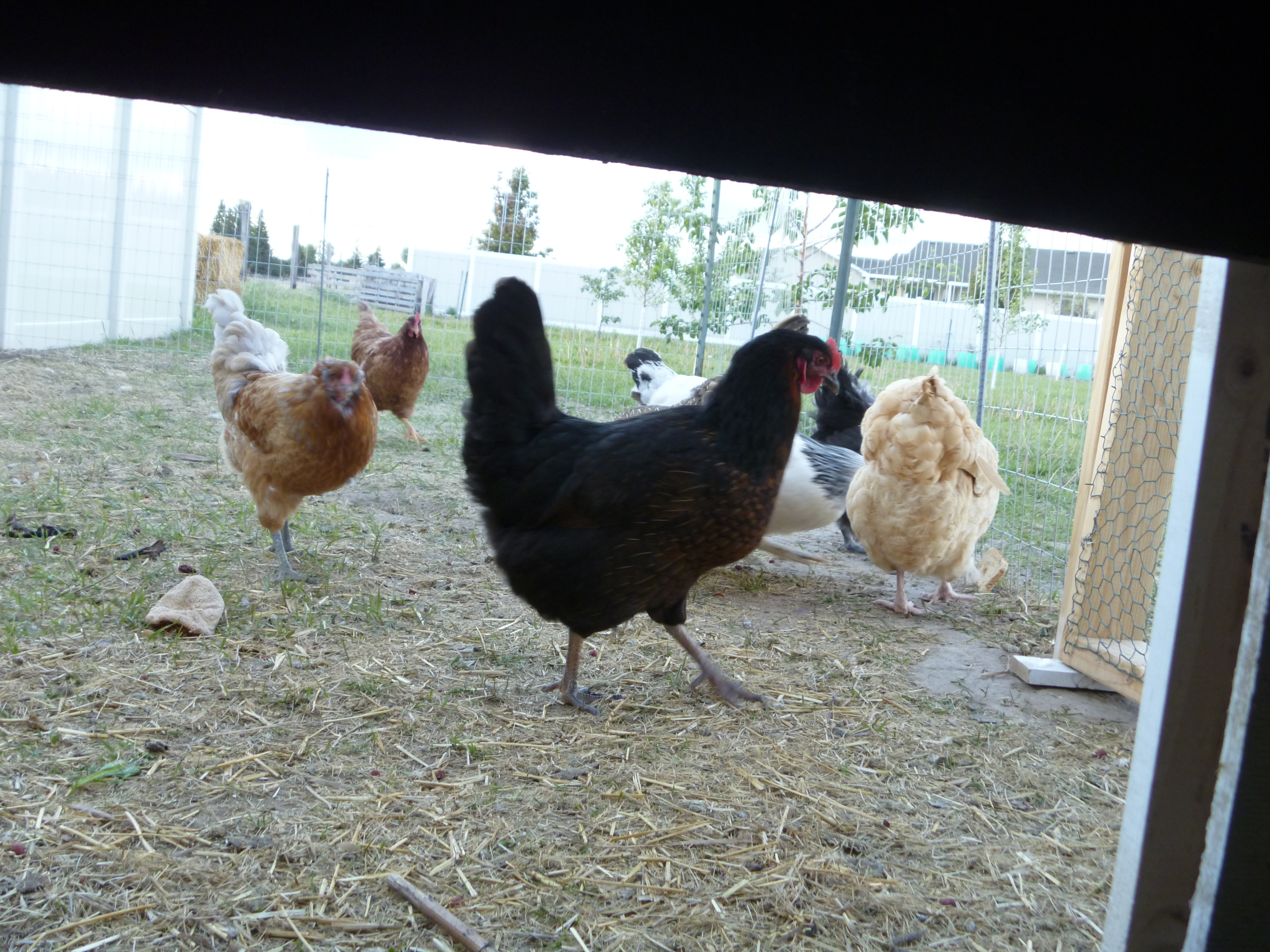 Joe, the BSL with Ethel to the left and Maple's behind again to the right.  Big Red and Sam in the background