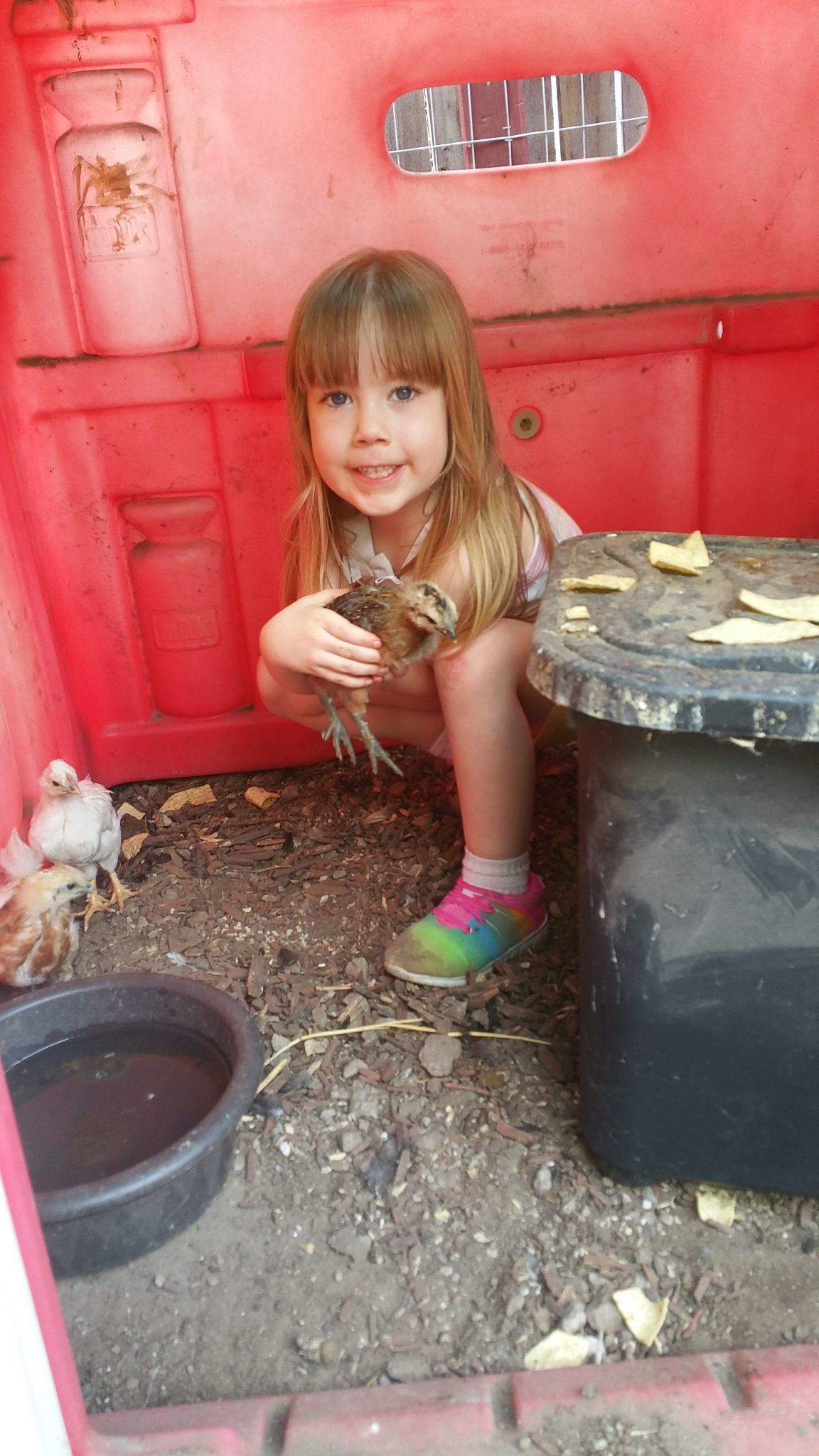 John 5, Easter Egger/white silkie bantam chick