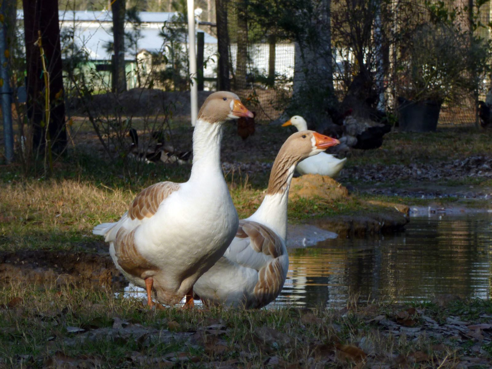 John and Jean by the pond February 2012.