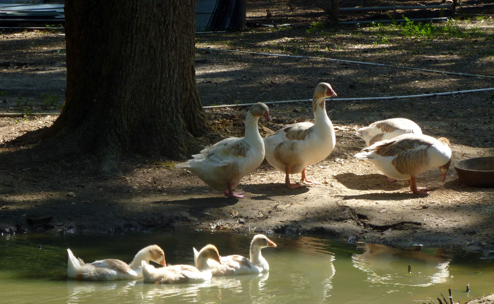 John and Jean watching over the goslings from Kawonu's eggs.