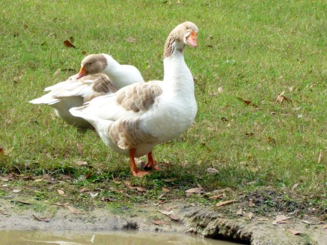 John has the "goose eye on the sky".