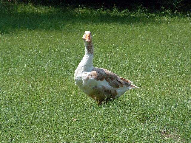 John taking a break from grazing.