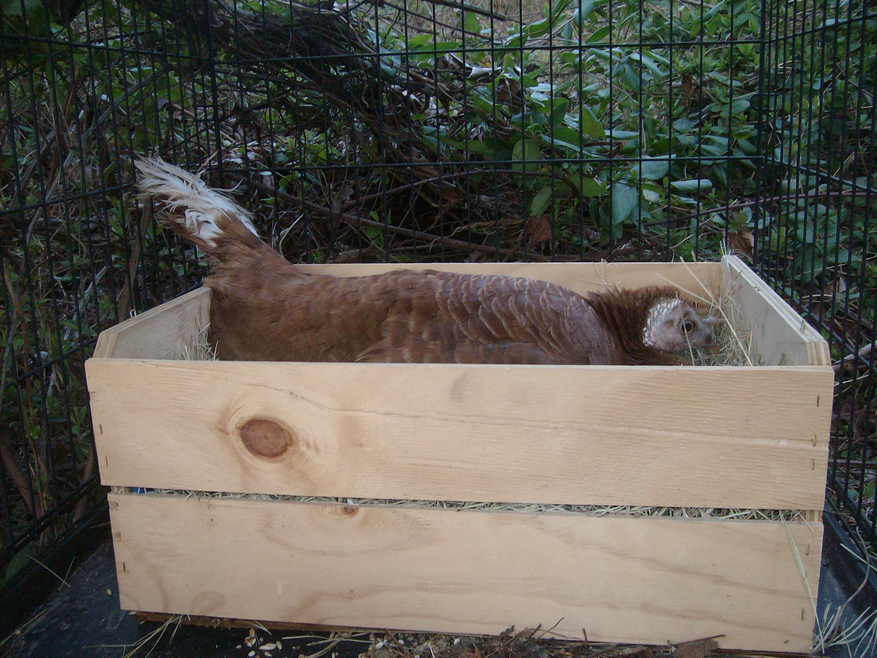 Johnnie didnt mind that I moved her eggs from the thicket clump to an onion crate ticked out with hay and paper shreds.