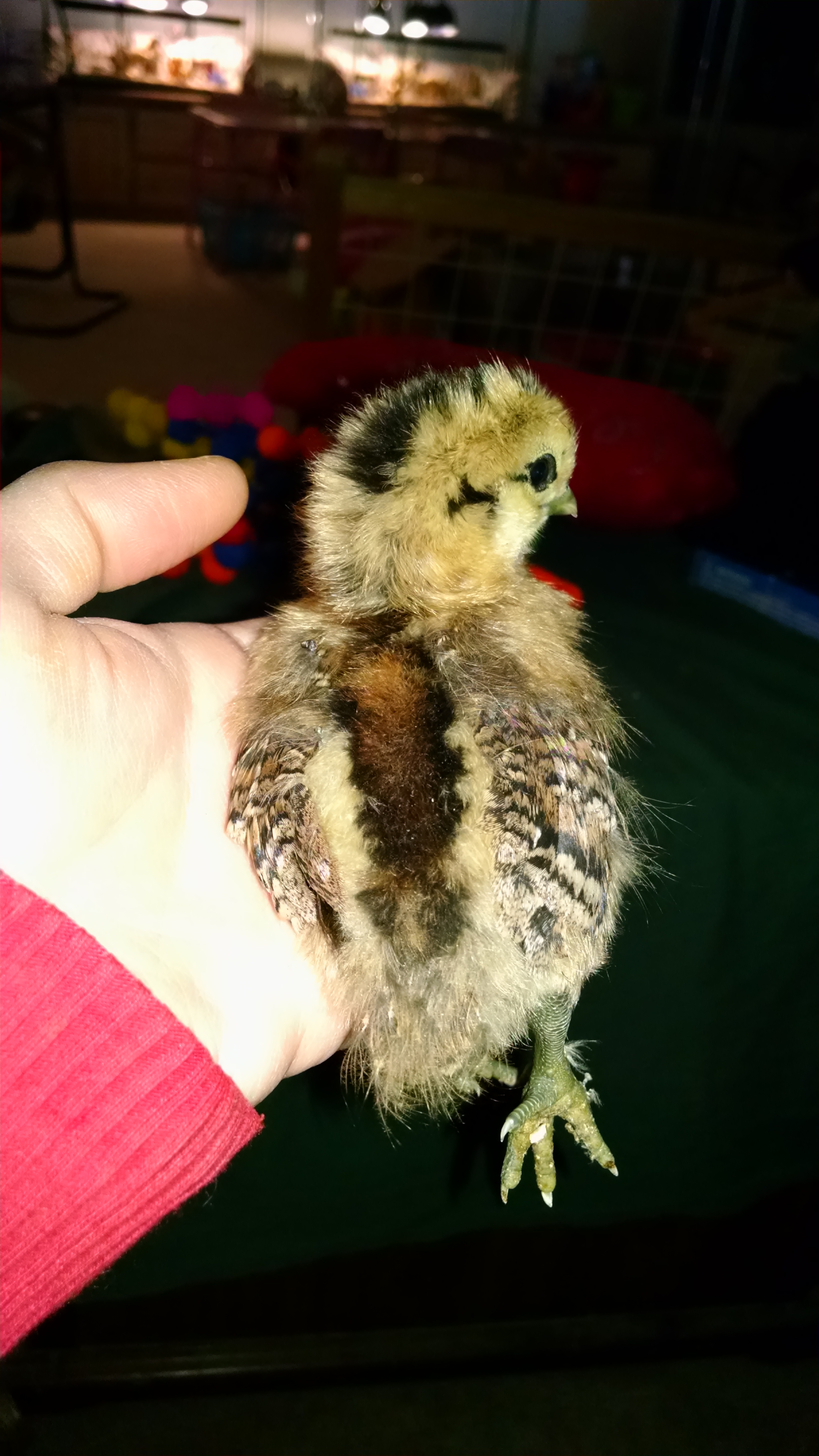 Johnny #5 was born on 5/07/16. Silkie/EE cross, 5 toes on one foot and 4 on other.