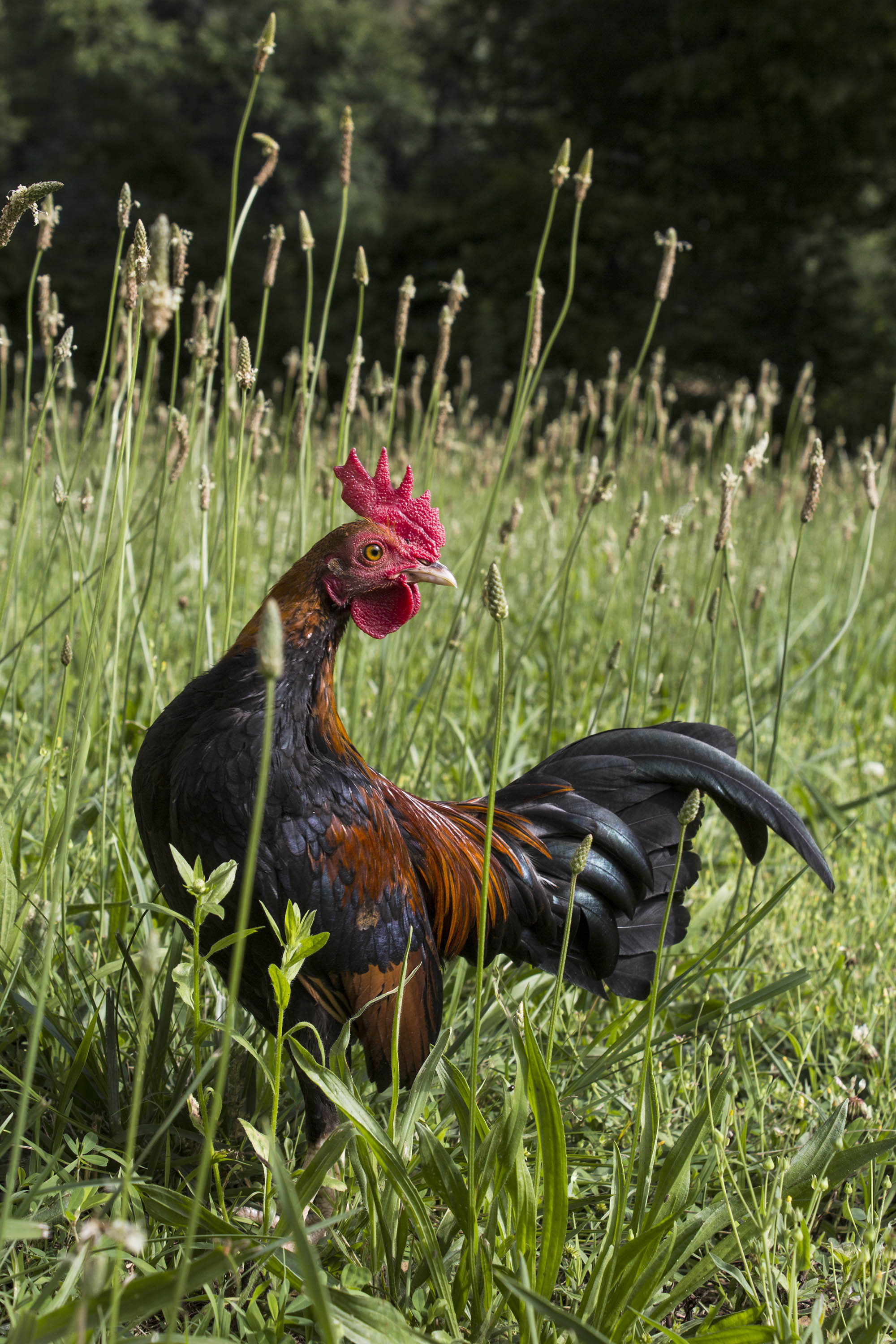 Jojo, Old English Bantam