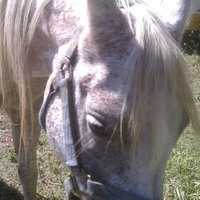 Joleta