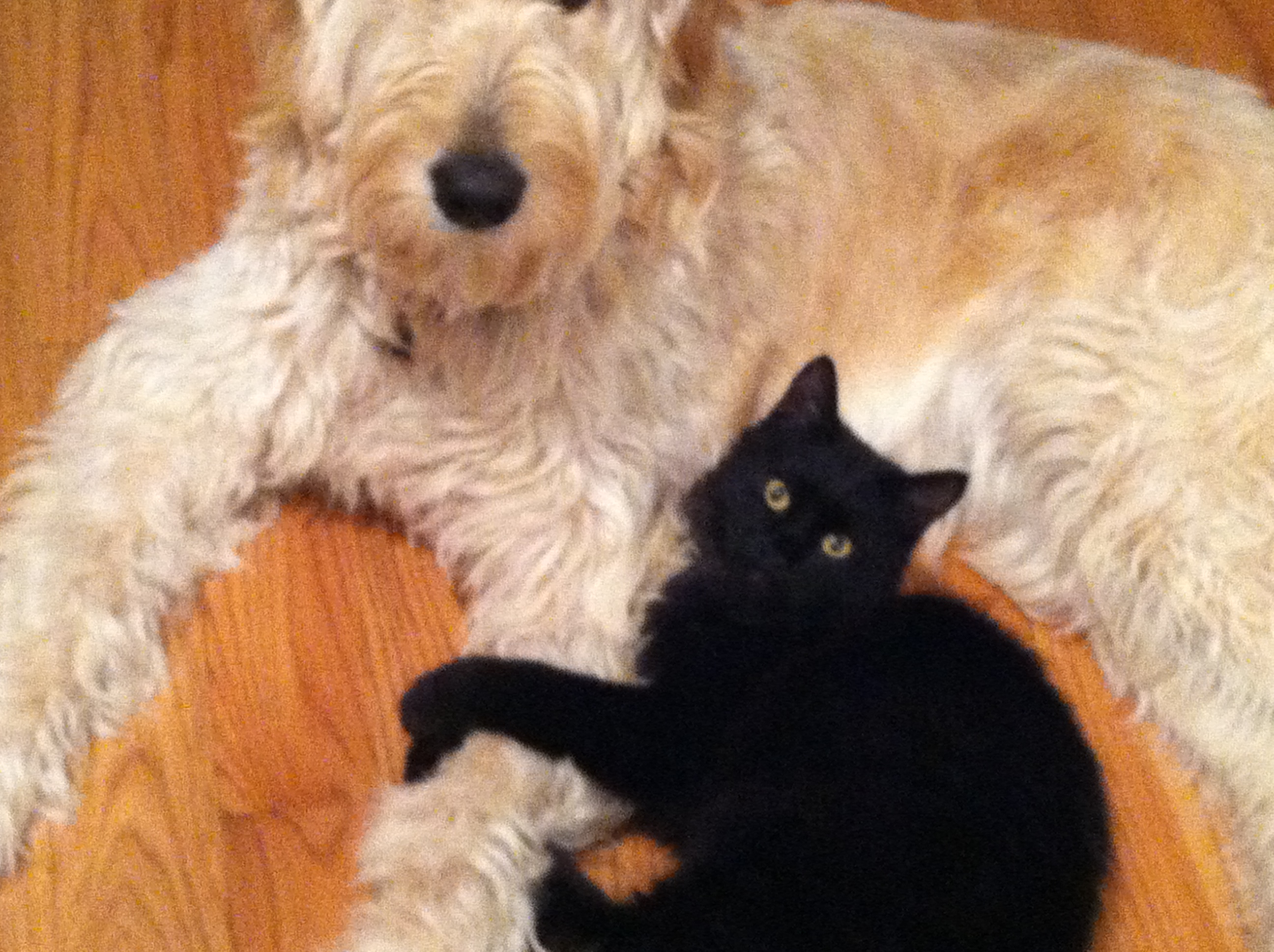 Jolie and Beau