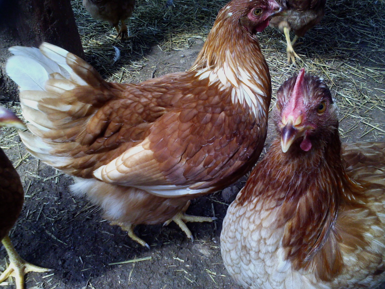 Jordan and Bella Chicken