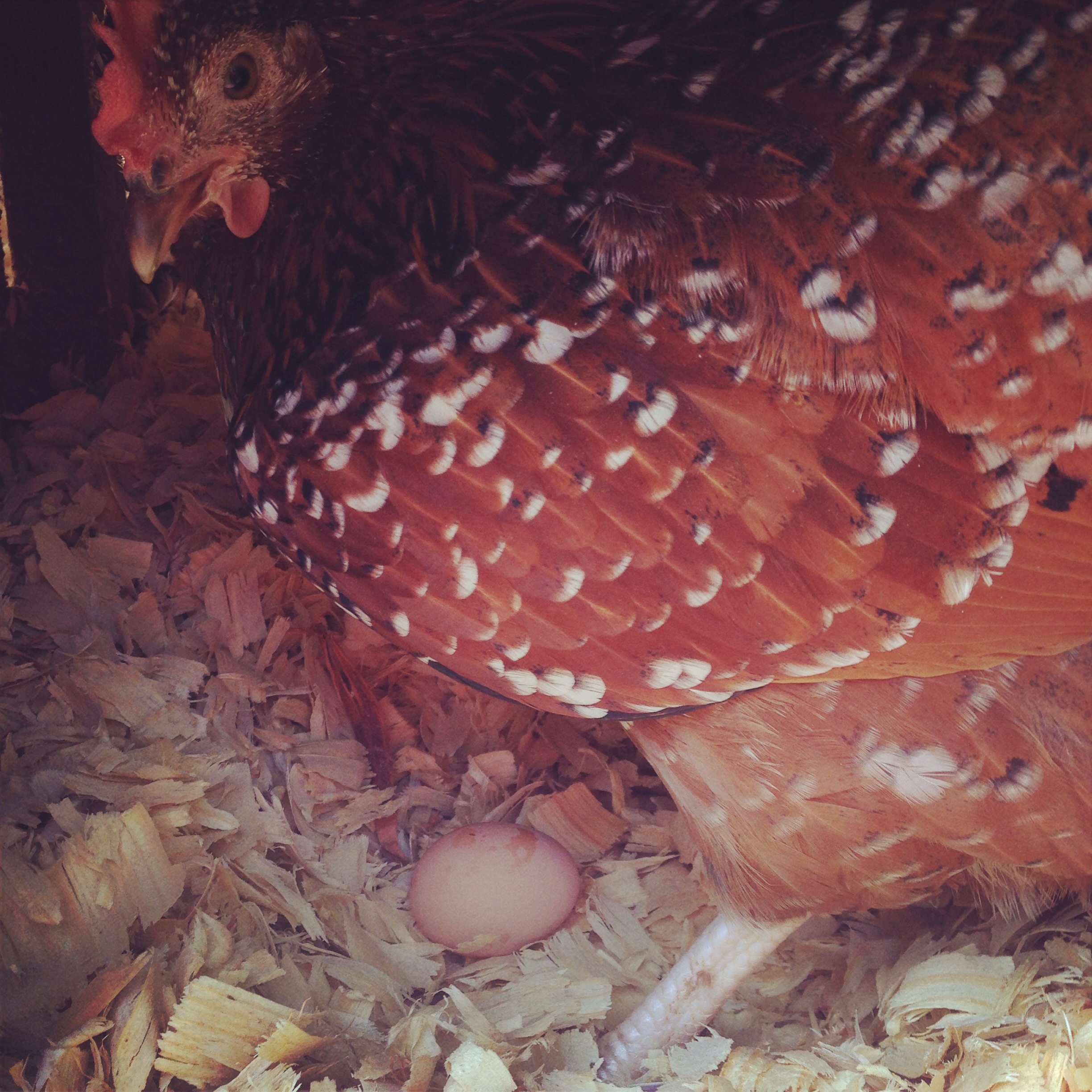 Jordan laying her first egg! 20 weeks old!