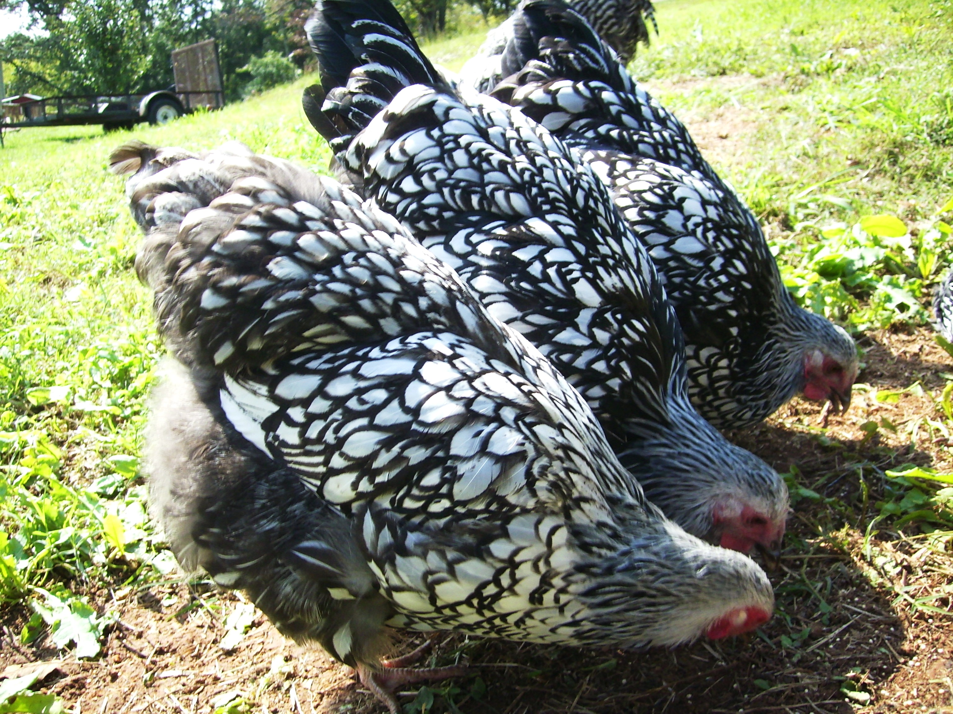 Jordan, Lemon and Lou Lou grazing in a row. Three sisters that stick together like glue.