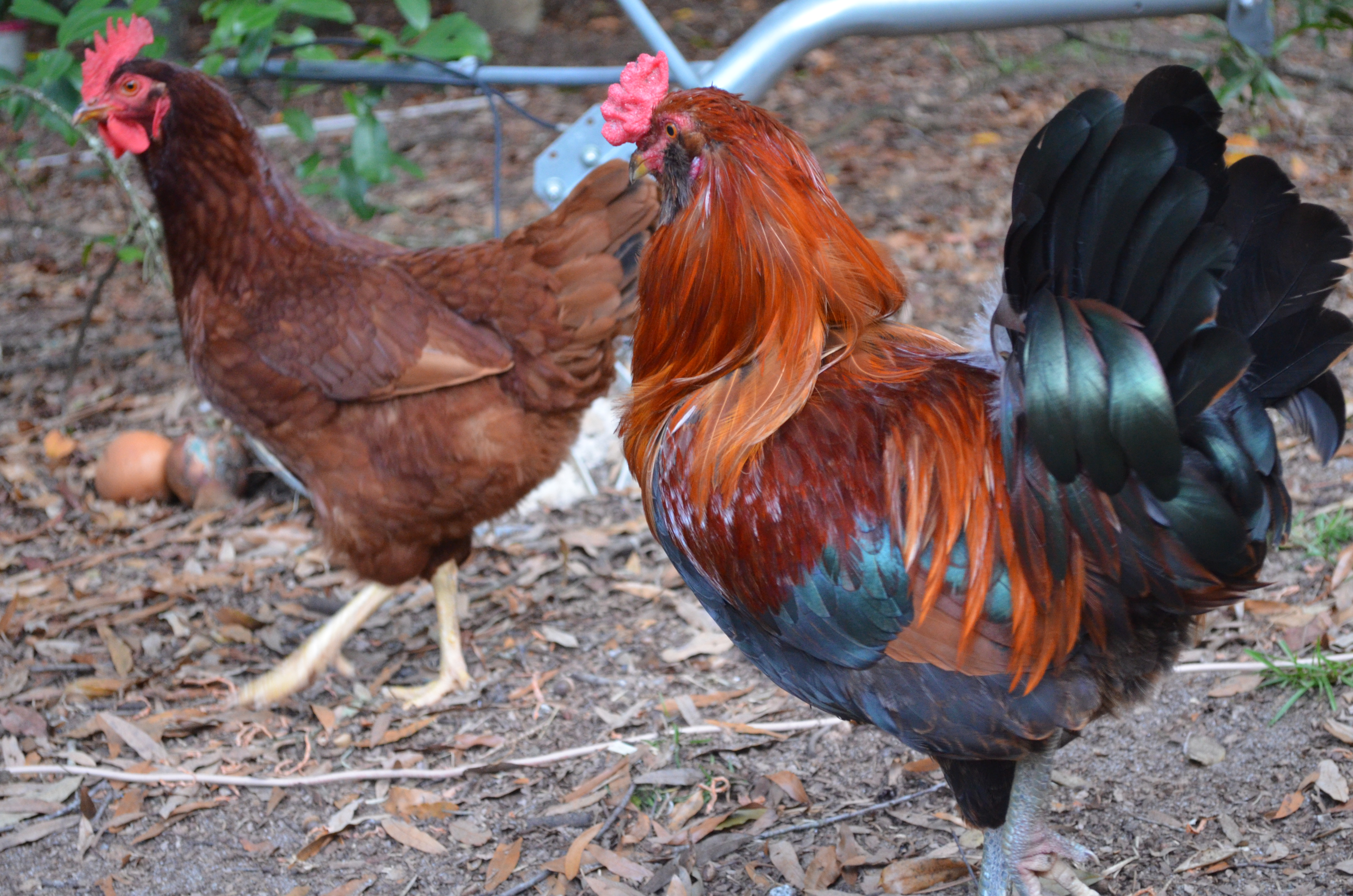 Joseph and one of his hens