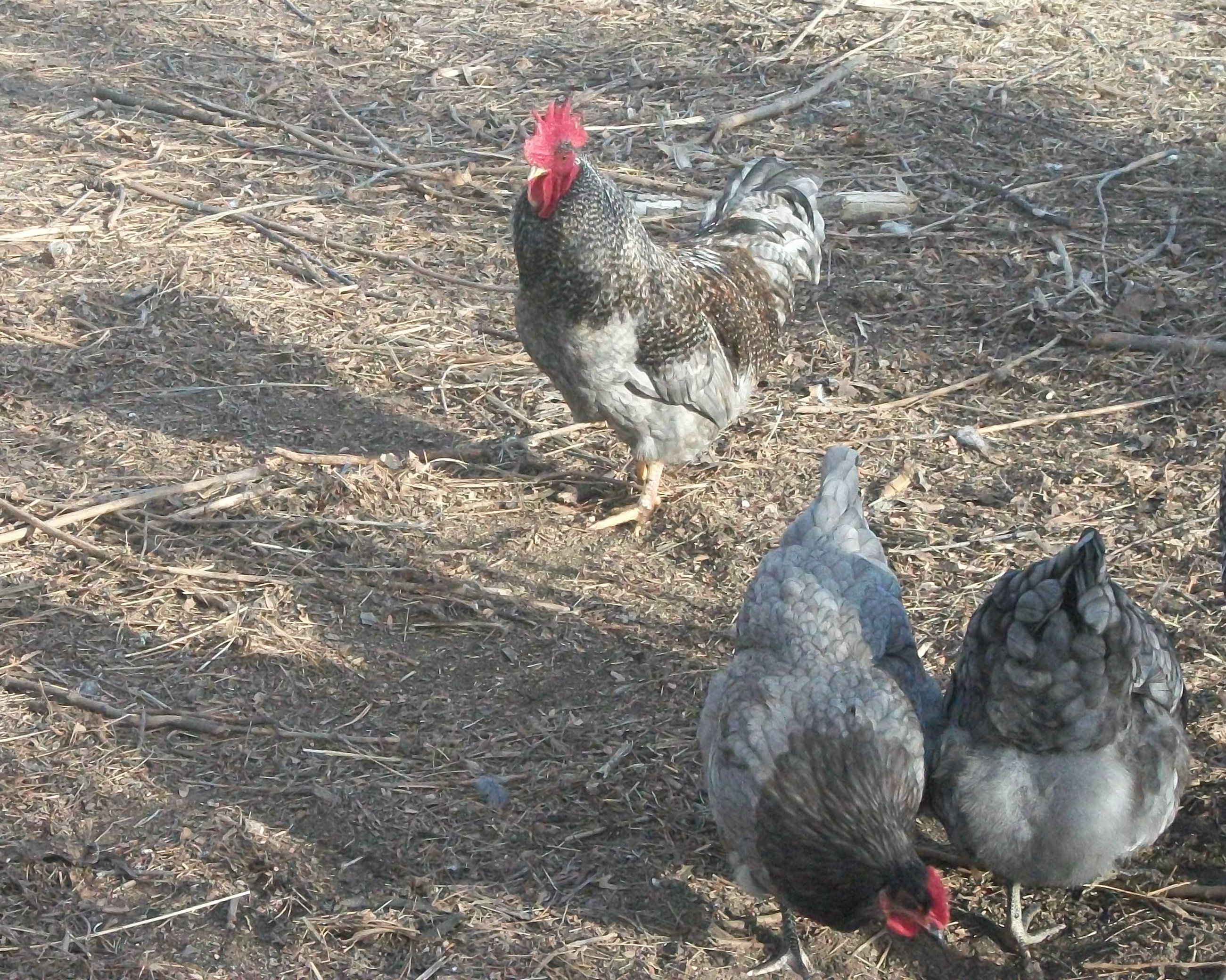 Joseph watching over 2 "J" girls.  They are all half sibs, first cohort - 2nd generation.