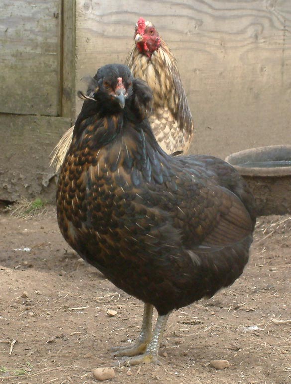 "Josephine Jr" a very nice Araucana pullet, "Marango" in the background.
