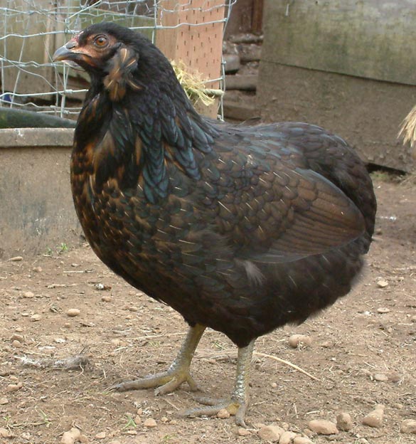 "Josephine Jr" a very nice Araucana pullet