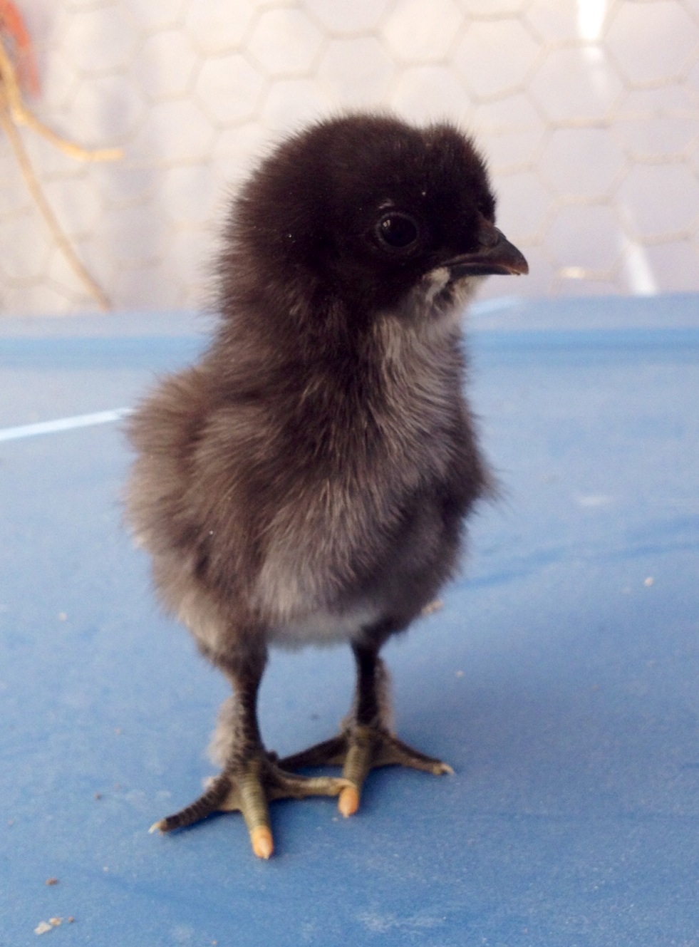 Josie (Curly is a Cockerel)