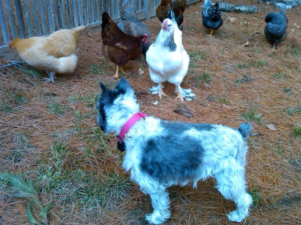 Josie, the Schnauzer, wondering what to do about Leah, the Brahma. In the end, she just sniffed and wandered away! Leah is quite tolerant!