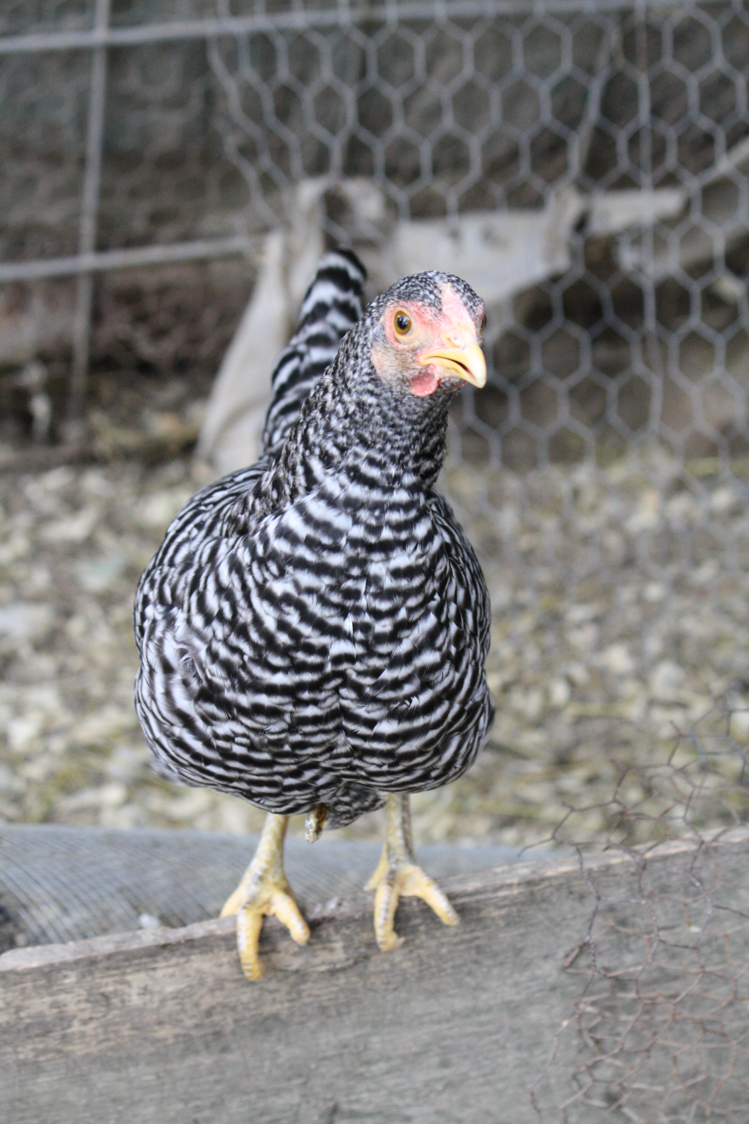 Josie! This little girl lived in the house for 2 months after being ripped open by a raccoon. She is alive and well and currently lays a small egg everyday! She is a Barred Rock, but she's the size of a Japanese bantam.