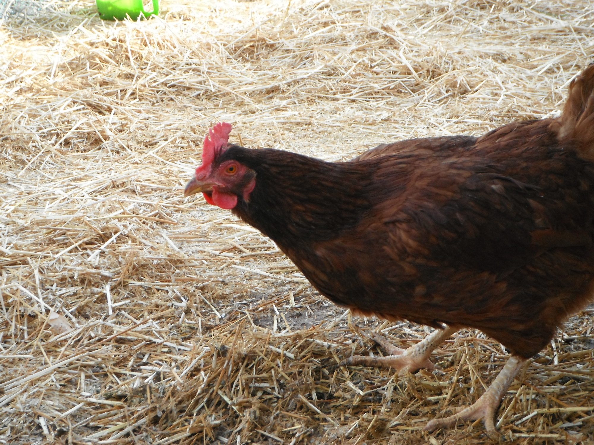 "Journey" our Rhode Island Red  hates our nesting boxes and is constantly searching for new places to lay.