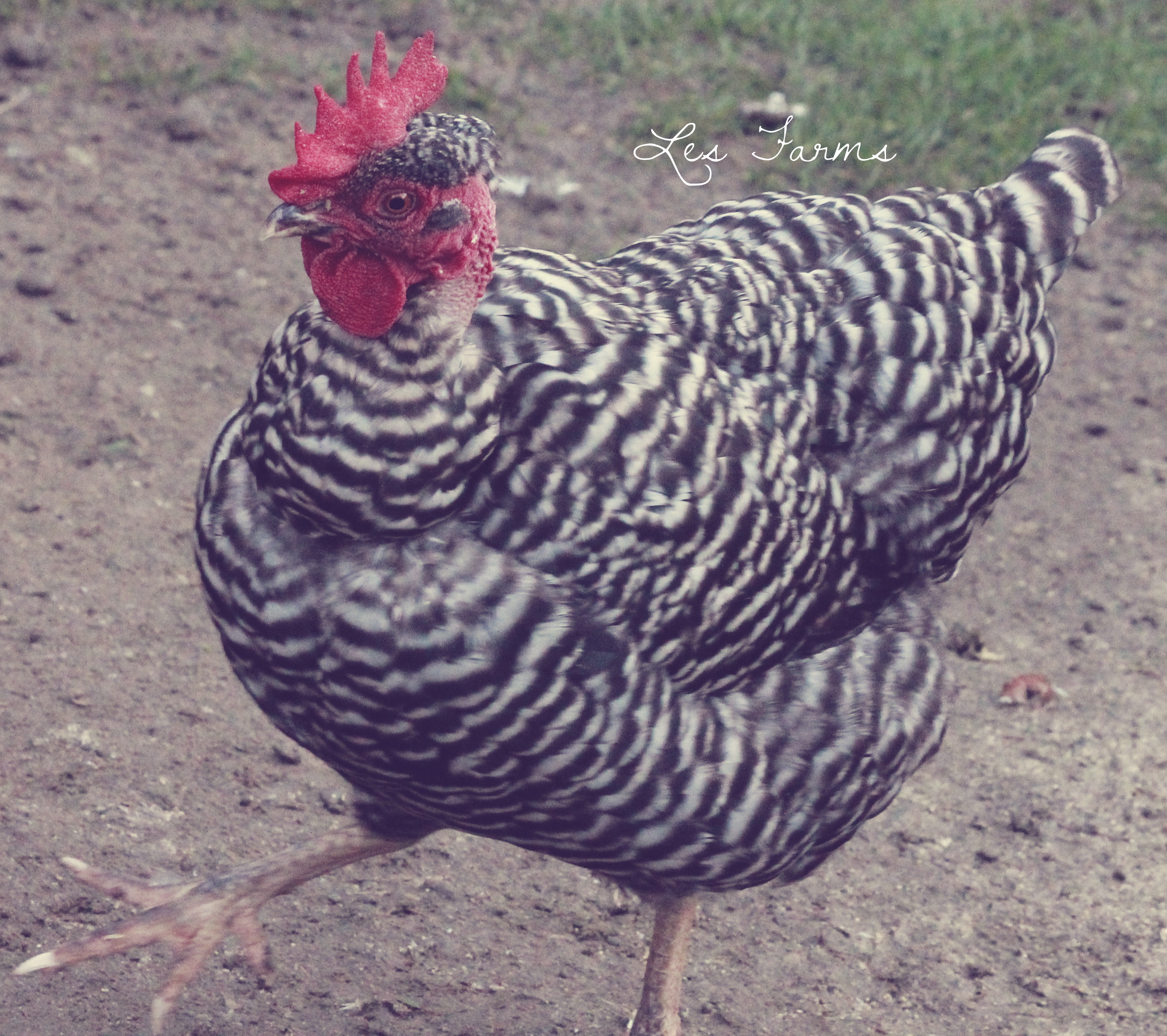 Joy - Barred Naked Neck hen